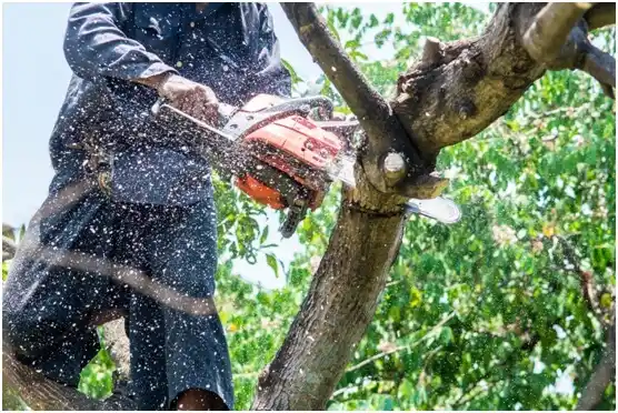 tree services Vesper